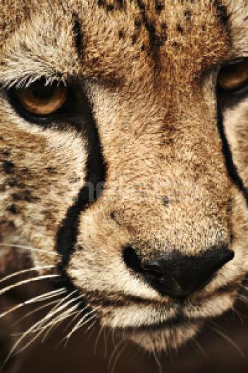 Тест, возраст 18 лет